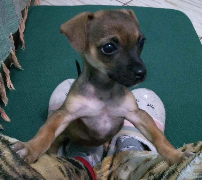 Cachorro ra a SRD idade 2 a 6 meses nome Lilica