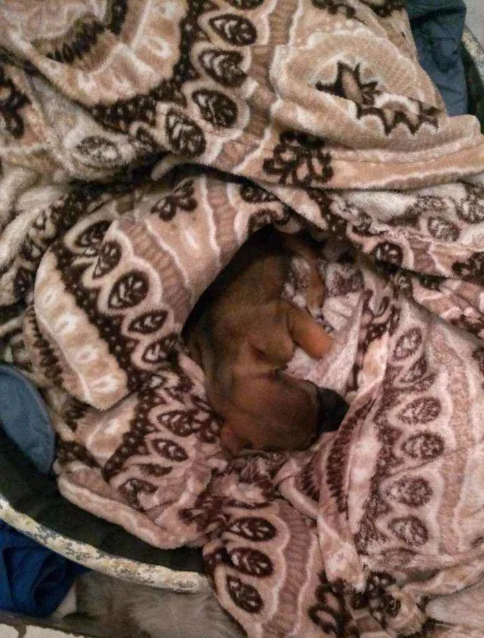 Cachorro ra a SRD idade 2 a 6 meses nome Lilica
