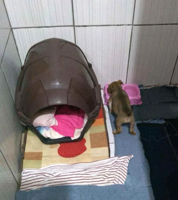 Cachorro ra a SRD idade 2 a 6 meses nome Lilica