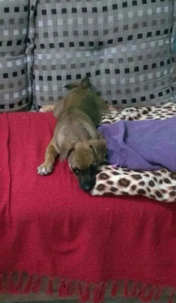 Cachorro ra a SRD idade 2 a 6 meses nome Lilica