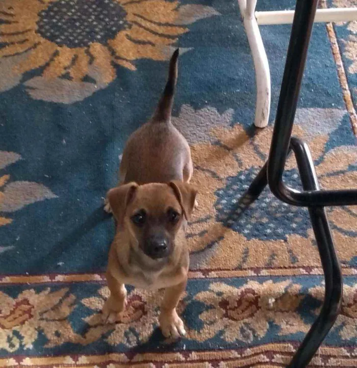 Cachorro ra a SRD idade 2 a 6 meses nome Lilica