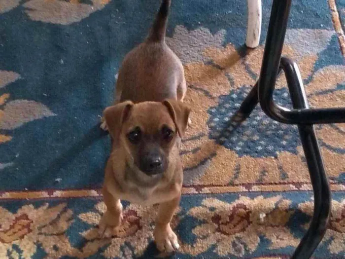 Cachorro ra a SRD idade 2 a 6 meses nome Lilica