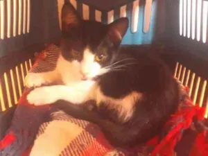 Gato raça Srd idade 2 a 6 meses nome Rick