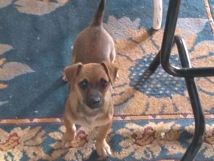 Cachorro ra a SRD idade 2 a 6 meses nome Lilica