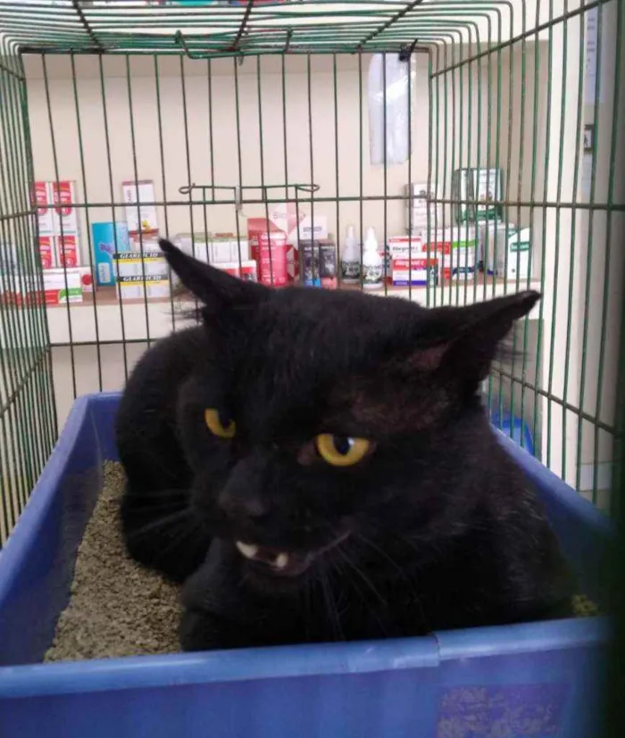 Gato ra a S.R.D. idade  nome Peto