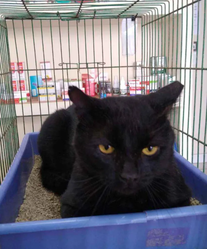 Gato ra a S.R.D. idade  nome Peto