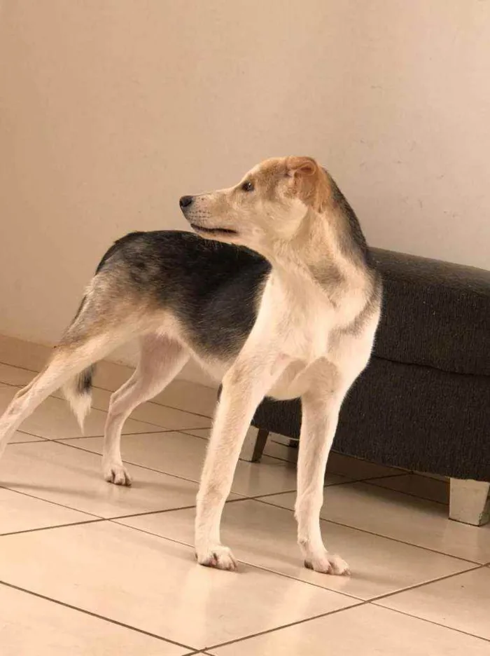 Cachorro ra a Husky idade 2 a 6 meses nome Zoe