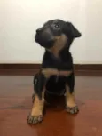Cachorro raça SRD idade Abaixo de 2 meses nome Sem nome