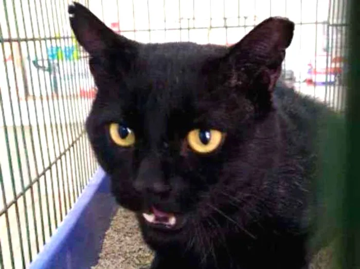 Gato ra a S.R.D. idade  nome Peto