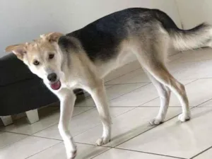 Cachorro raça Husky idade 2 a 6 meses nome Zoe