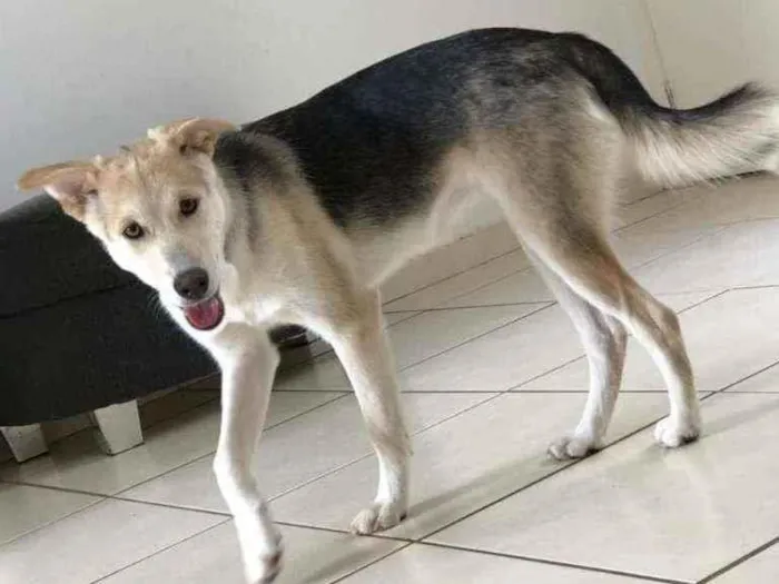 Cachorro ra a Husky idade 2 a 6 meses nome Zoe