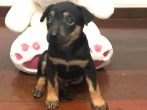 Cachorro raça SRD idade Abaixo de 2 meses nome Sem nome