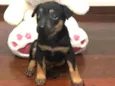 Cachorro raça SRD idade Abaixo de 2 meses nome Sem nome