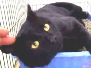 Gato raça S.R.D. idade  nome Peto