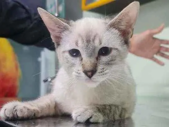 Gato ra a SRD idade 2 a 6 meses nome Pudim