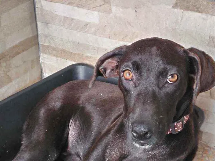 Cachorro ra a Não defenida idade 7 a 11 meses nome Pantera