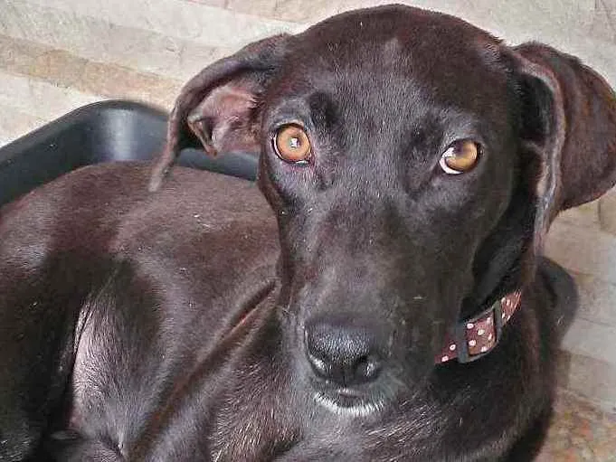 Cachorro ra a Não defenida idade 7 a 11 meses nome Pantera