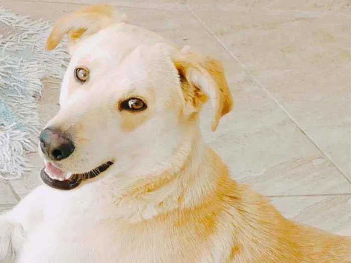 Cachorro ra a Mestiço Labrador idade 7 a 11 meses nome Thor