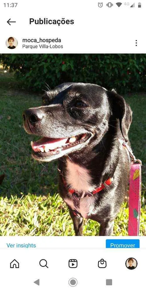 Cachorro ra a SRD idade 6 ou mais anos nome Cyndy