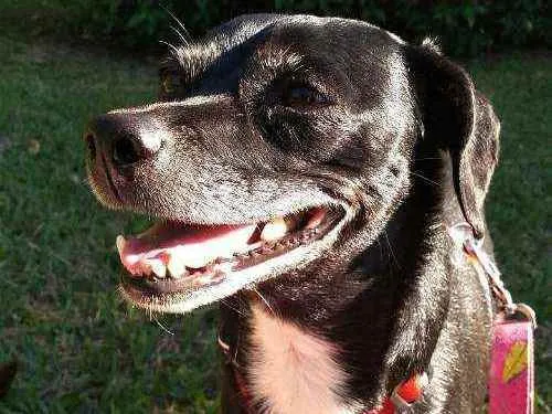 Cachorro ra a SRD idade 6 ou mais anos nome Cyndy