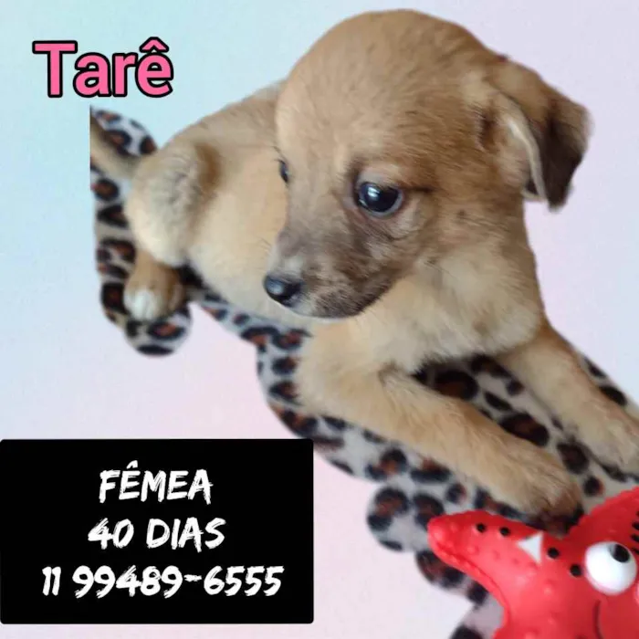 Cachorro raça Srd idade Abaixo de 2 meses nome Tarê