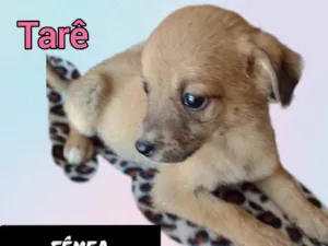 Cachorro raça Srd idade Abaixo de 2 meses nome Tarê