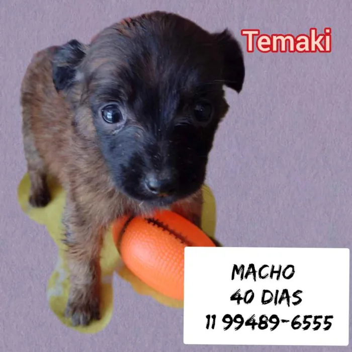 Cachorro raça Srd idade Abaixo de 2 meses nome Temaki 