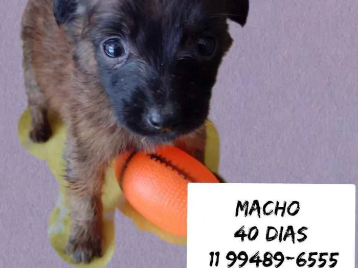 Cachorro raça Srd idade Abaixo de 2 meses nome Temaki 