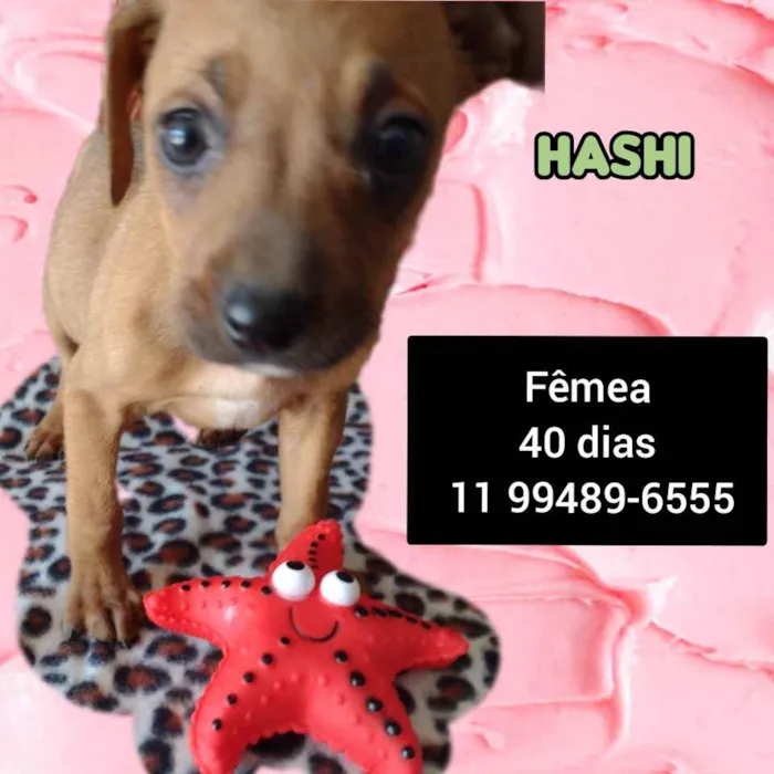 Cachorro raça Srd idade Abaixo de 2 meses nome Hashi