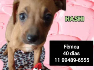 Cachorro raça Srd idade Abaixo de 2 meses nome Hashi