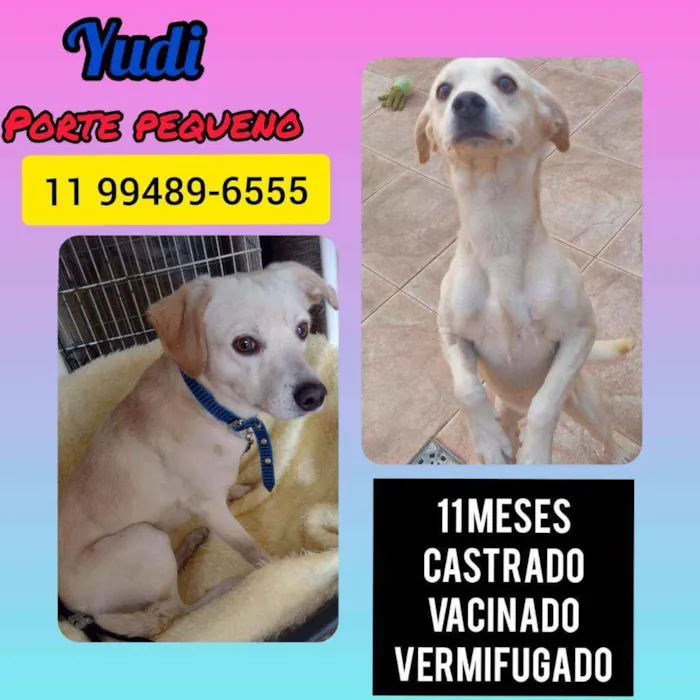Cachorro raça Srd idade 7 a 11 meses nome Yudi