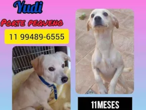 Cachorro raça Srd idade 7 a 11 meses nome Yudi