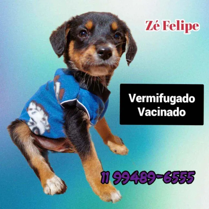 Cachorro ra a Srd idade 2 a 6 meses nome Ze Felipe 