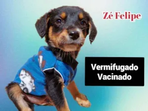 Cachorro raça Srd idade 2 a 6 meses nome Ze Felipe 
