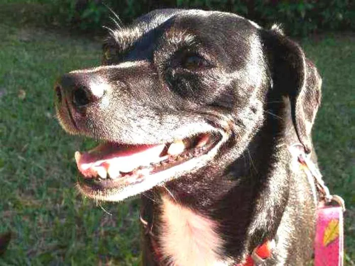 Cachorro ra a SRD idade 6 ou mais anos nome Cyndy