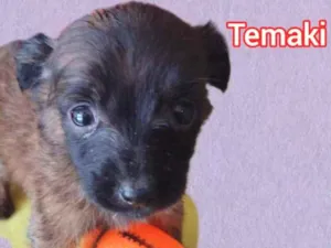 Cachorro raça Srd idade Abaixo de 2 meses nome Temaki 