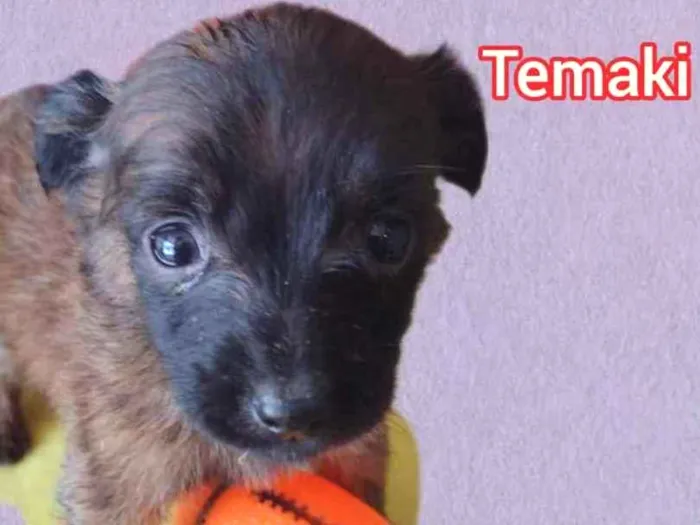 Cachorro raça Srd idade Abaixo de 2 meses nome Temaki 