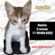 Gato raça Srd idade Abaixo de 2 meses nome Plutao