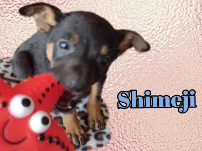 Cachorro raça Srd idade Abaixo de 2 meses nome Shimeji