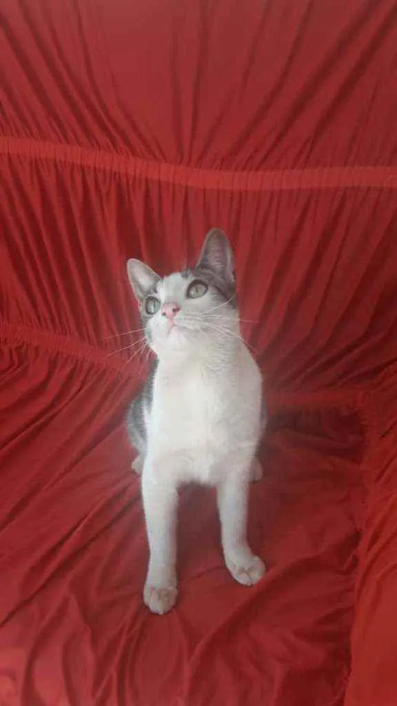 Gato ra a Não sei idade 2 a 6 meses nome Sem nome