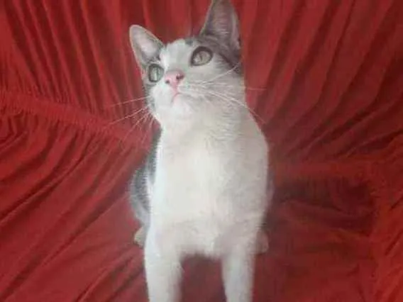 Gato ra a Não sei idade 2 a 6 meses nome Sem nome