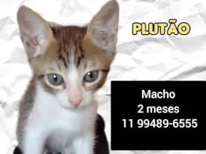 Gato raça Srd idade Abaixo de 2 meses nome Plutao