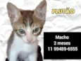 Gato raça Srd idade Abaixo de 2 meses nome Plutao
