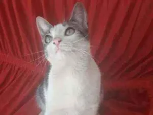 Gato raça Não sei idade 2 a 6 meses nome Sem nome