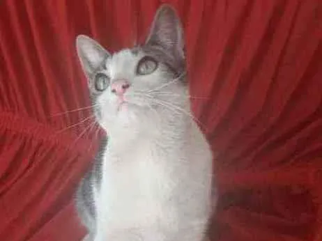 Gato ra a Não sei idade 2 a 6 meses nome Sem nome