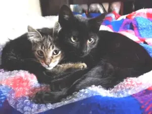 Gato raça SRD-ViraLata idade 2 a 6 meses nome Pocahontas&XUXA