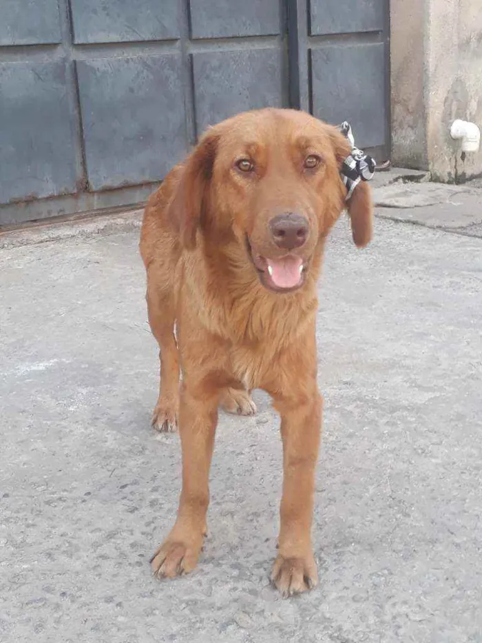 Cachorro ra a Raça indefinida  idade 2 anos nome Darla 