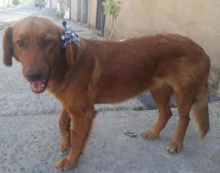 Cachorro ra a Raça indefinida  idade 2 anos nome Darla 