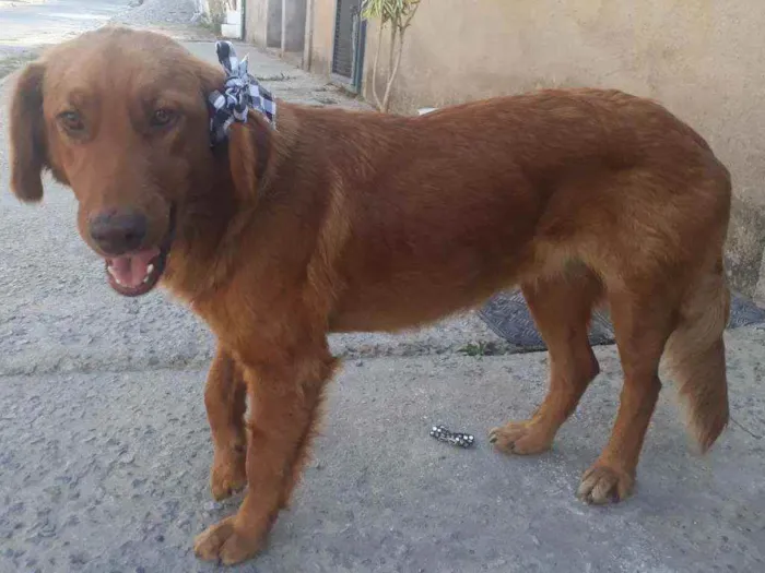 Cachorro ra a Raça indefinida  idade 2 anos nome Darla 