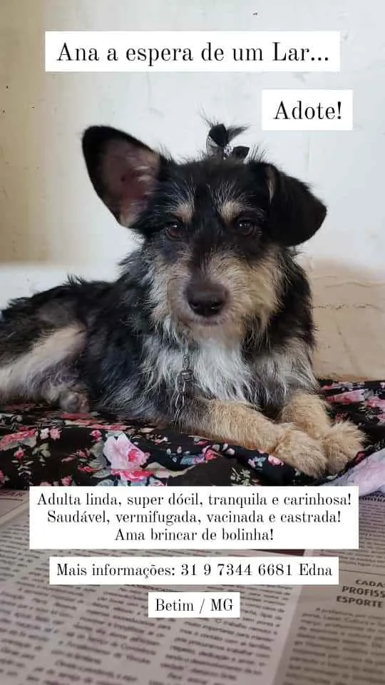 Cachorro raça Vira-lata  idade 2 anos nome Ana 